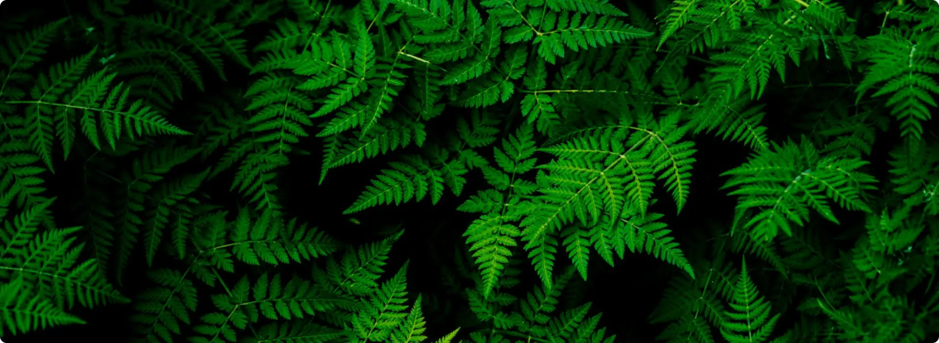 green fern leaves