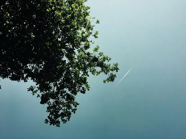 sky with tree branches